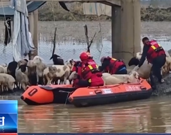 【24小時(shí)】山西忻州：村民涉水救羊被困 消防緊急救援
