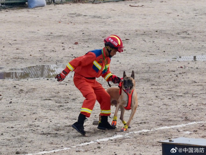 328頭消防搜救犬角逐技術(shù)比武